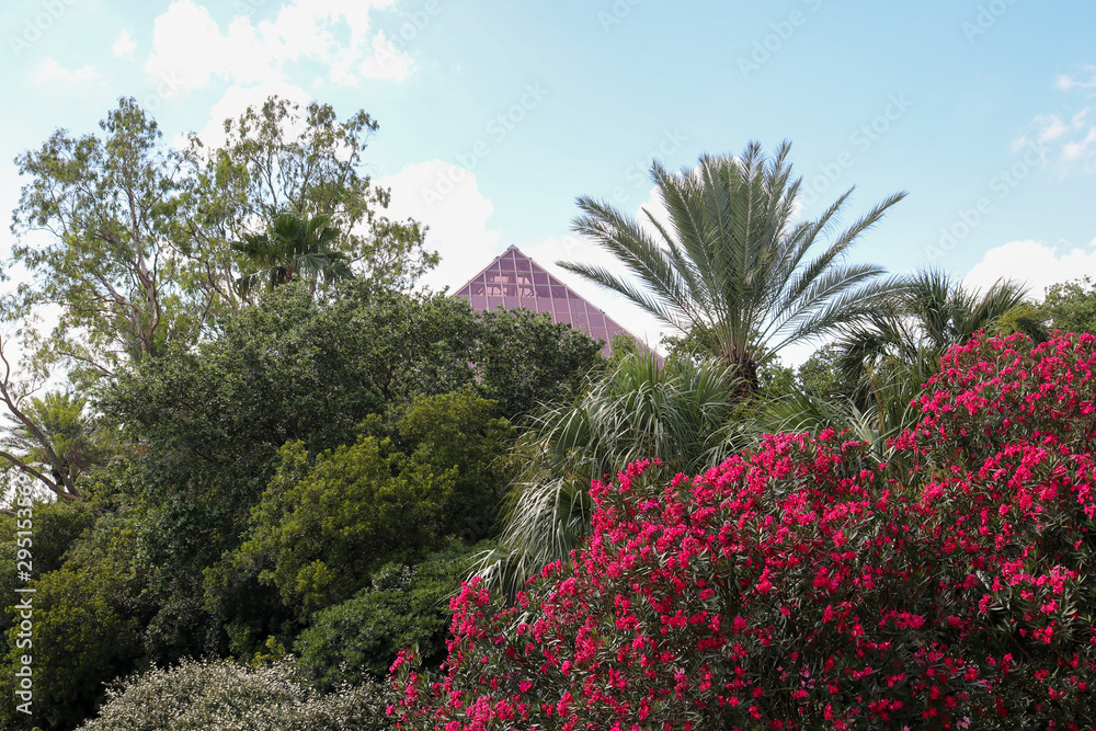 Colorful Tropical garden with red flowers and palm trees and a glass pyramid  located in Moody Gardens, Galveston, TX