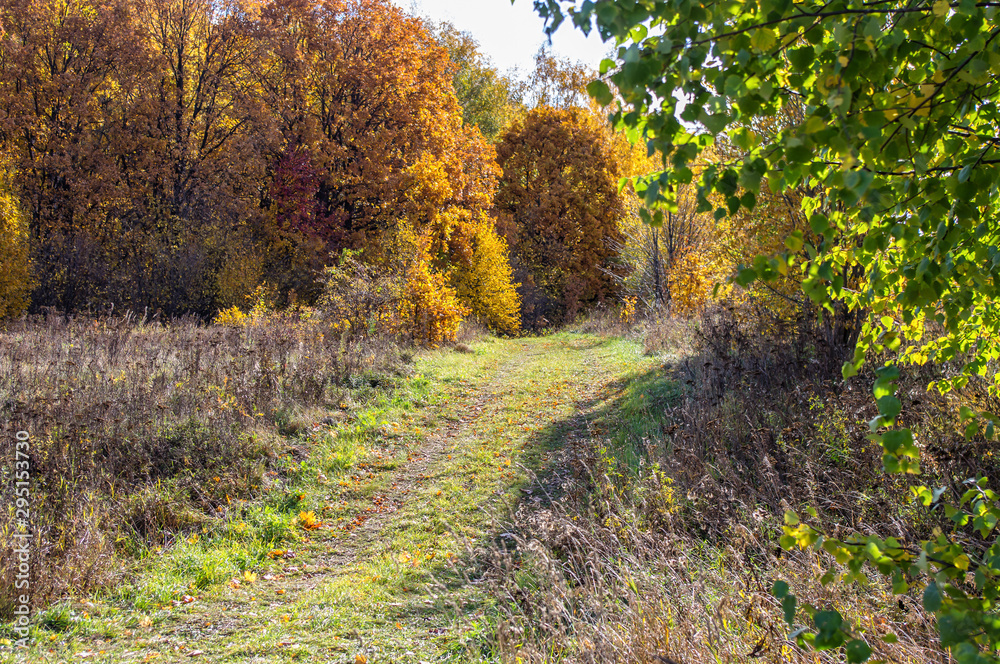 Landscape of autumn, mixed forest in the southeast of the Moscow region. Path leading deep into the forest Landscape of autumn, mixed forest in the southeast of the Moscow region. Path leading deep into the forest