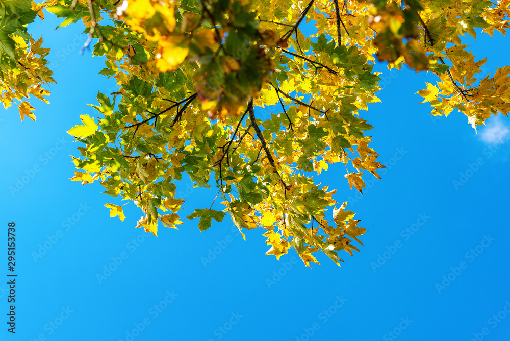 Yellow, green and orange autumn leaves on the background of clear blue sky, natural background, fall concept Yellow, green and orange autumn leaves on the background of clear blue sky, natural background, fall concept