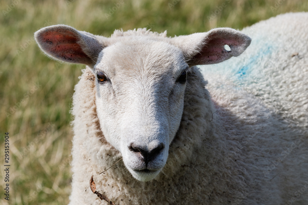 Close-up von Schafs Kopf mit Ohren Augen Schnauze und Nasenloch