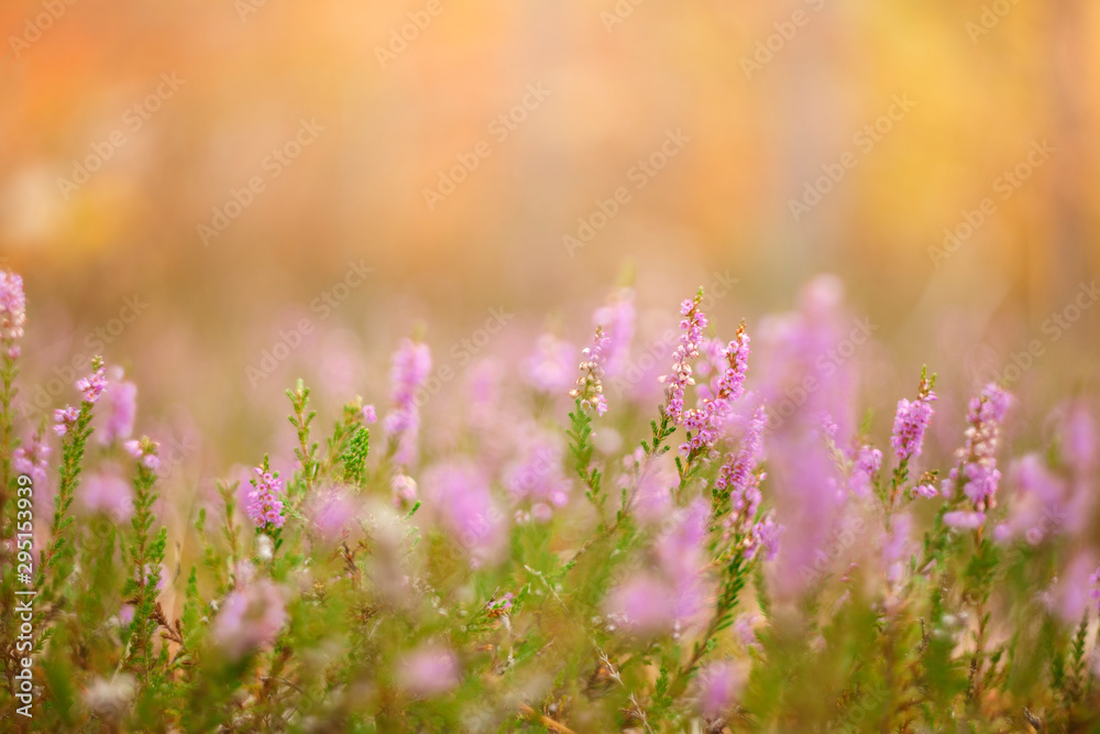 Obraz premium Beautiful background of autumn forest with heather on the foreground.