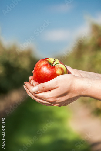 A young european woman is holding a delicious fresh red apple in her hands with apple trees in the background. Agriculture concept.