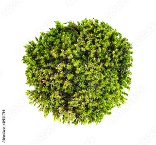 green moss sphagnum closeup isolated round