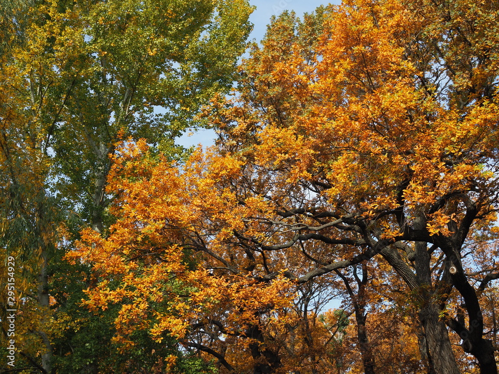 beautiful colorful crown of trees in the Park