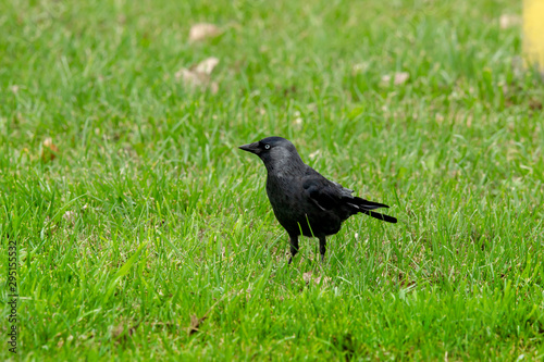 A crow looking for food on a city lawn.