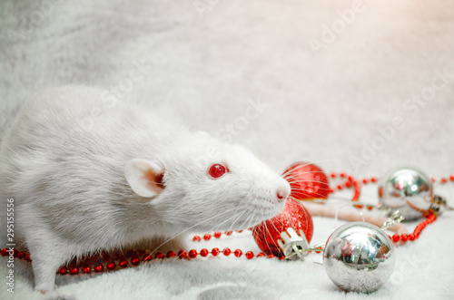 White albino rat on fur background with New Year silverand red balls, beads, symbol of the year 2020, with copyspace photo