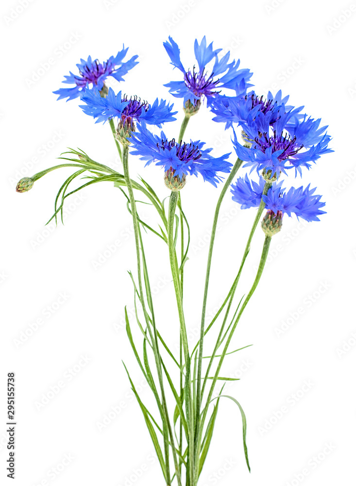 Bouquet of blue cornflowers isolated on a white background Bouquet of blue cornflowers isolated on a white background