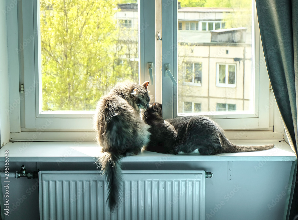 A pair of gray cats on the window sill