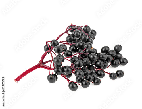 Fresh black berries of elder on red branch, white background. Sambucus.
