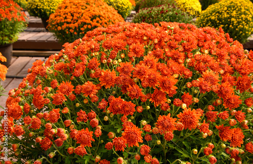 Cuadro en lienzo Fall flowers in the garden center