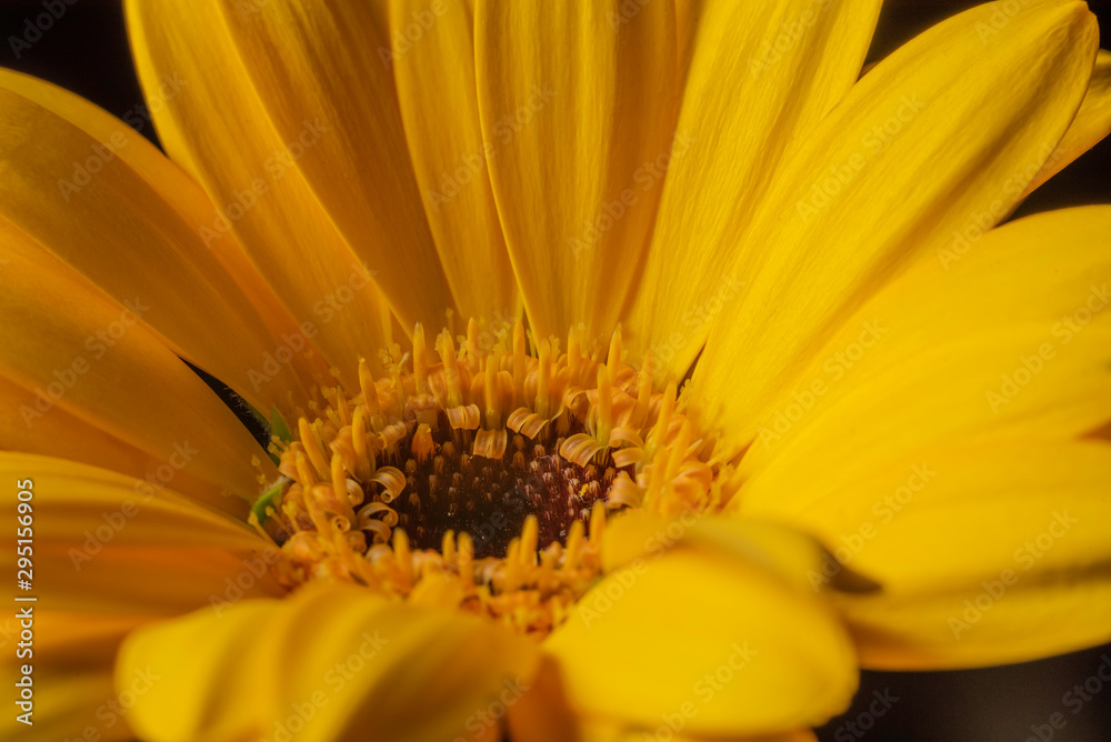 yellow daisy macro on dark background yellow daisy macro on dark background