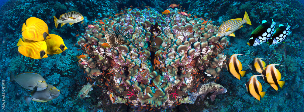 Fototapeta premium Underwater coral reef landscape in the deep blue ocean with colorful fish and marine life wide format panorama.