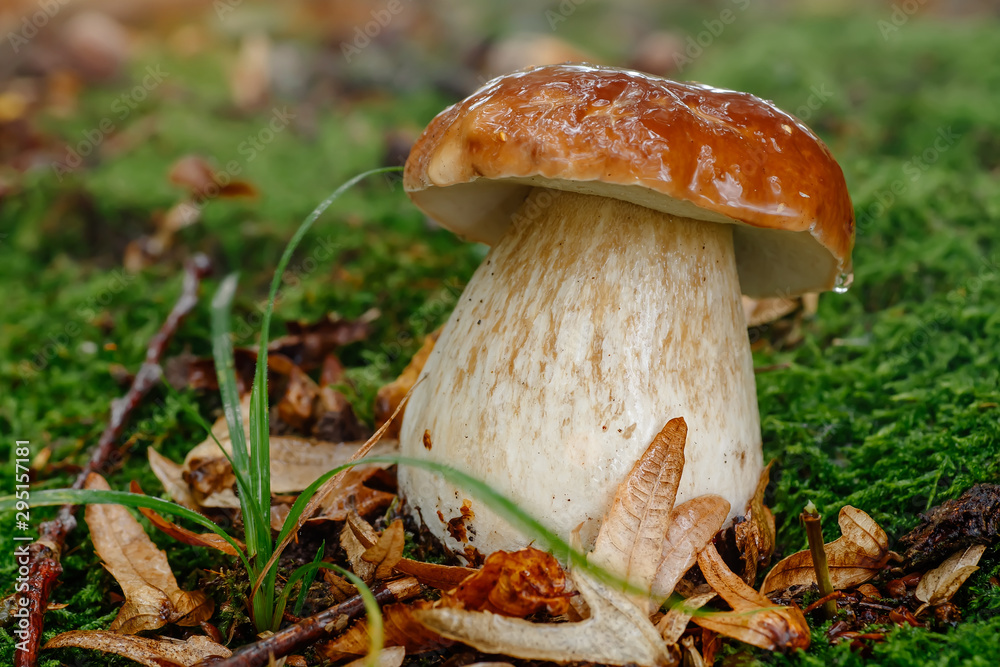 Fototapeta premium Mushroom in forest Porcino, bolete, boletus.White mushroom on green background.Natural white mushroom growing in a forest.