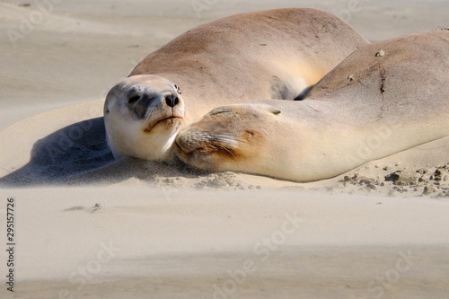 New Zealand female sea lions, Surat Bay beach, Catlins, New Zealand