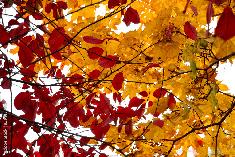 red and yellow autumn leaves background soft focus red and yellow autumn leaves background soft focus