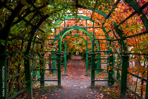 empty way under arch decorated with autumn foliage
