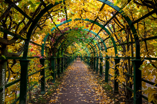 empty way under arch decorated with autumn foliage