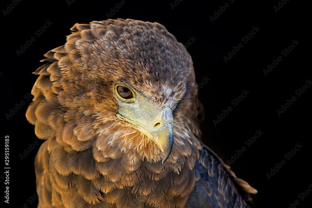 Naklejka premium portrait of an eagle