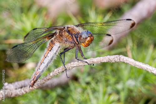 Dragonfly on twig © chrisjatkinson