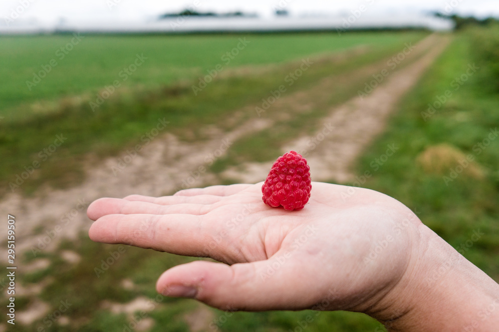 Hand holding nice red ripe raspberry Hand holding nice red ripe raspberry