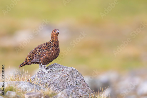 Red Grouse on a Rock photo