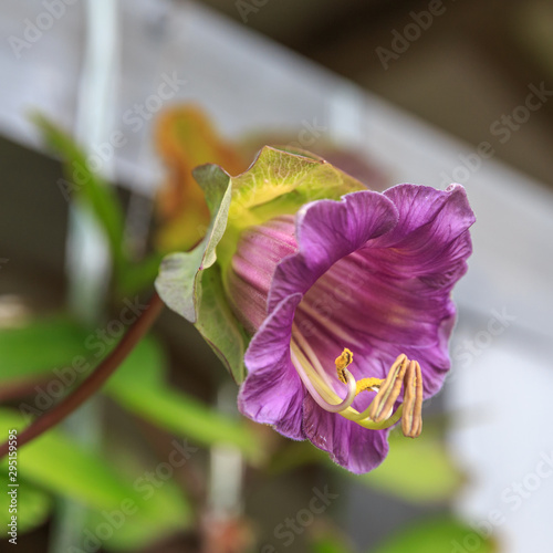 Cobaea scandens or Mexican ivy, monastery bells, cathedral bells, cup-and-saucer wine. photo