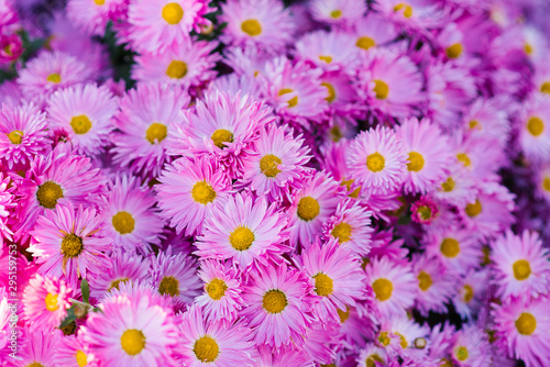 Bouquet of pink chrysanthemums. Annual chrysanthemum background  autumn postcard