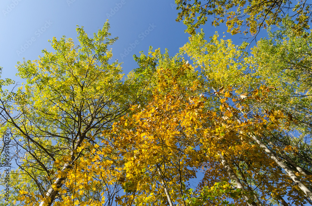 Colorful tree tops by fall season