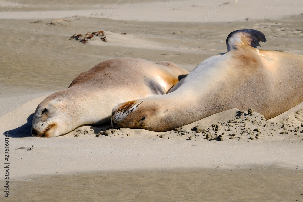 Fototapeta premium New Zealand female sea lions sleeping, Surat Bay, Catlins, New Zealand