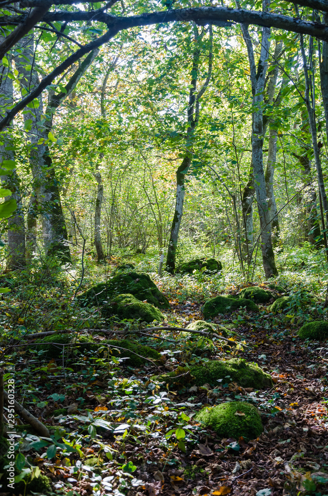 Obraz premium Bright deciduous forest with mossy rocks on the ground