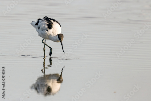 Avocet