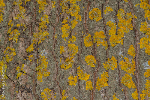 Tree bark with moss close up. Old wood tree bark texture with yellow moss. Soft selective focus.