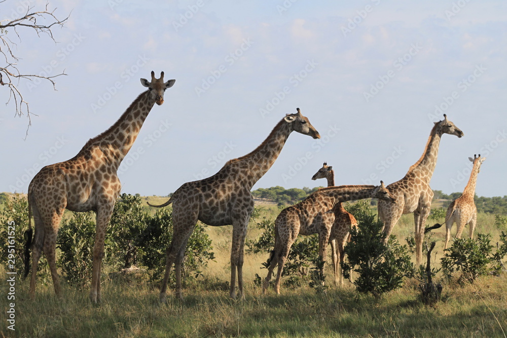 Obraz premium Famille de girafes dans les acacias