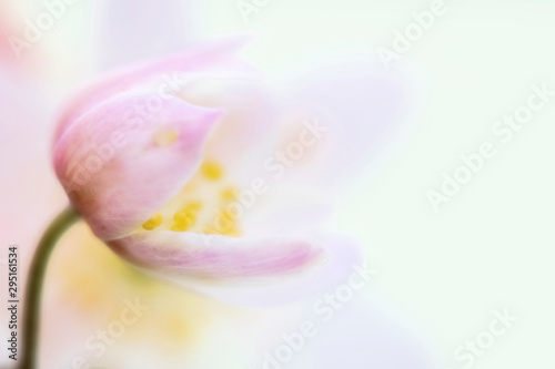 pink flower on bright background