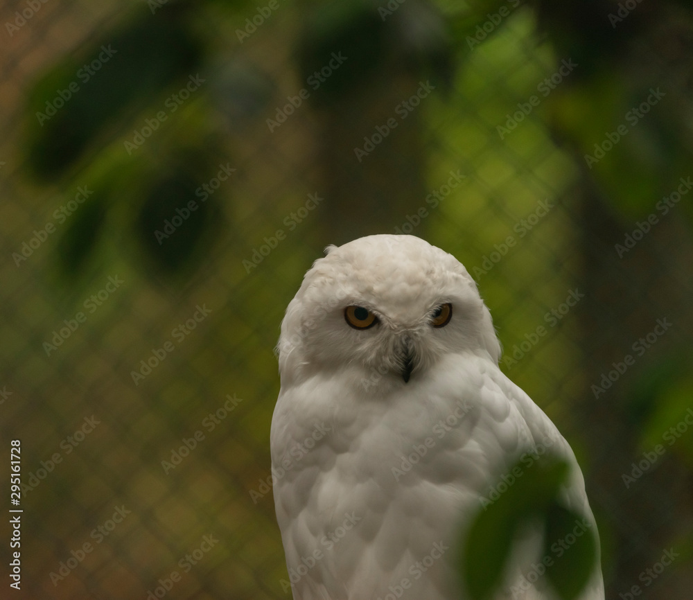 Obraz premium White owl with yellow eyes in autumn cloudy day in Germany