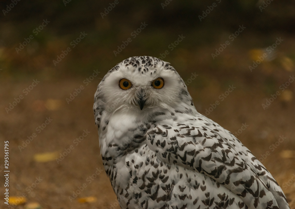 Obraz premium White owl with yellow eyes in autumn cloudy day in Germany