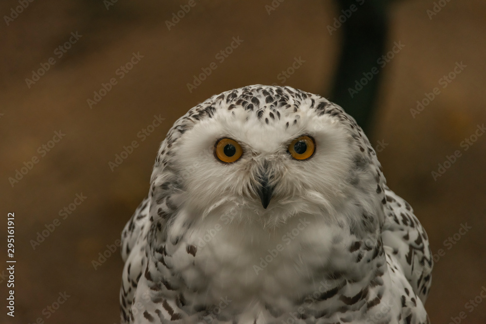Obraz premium White owl with yellow eyes in autumn cloudy day in Germany