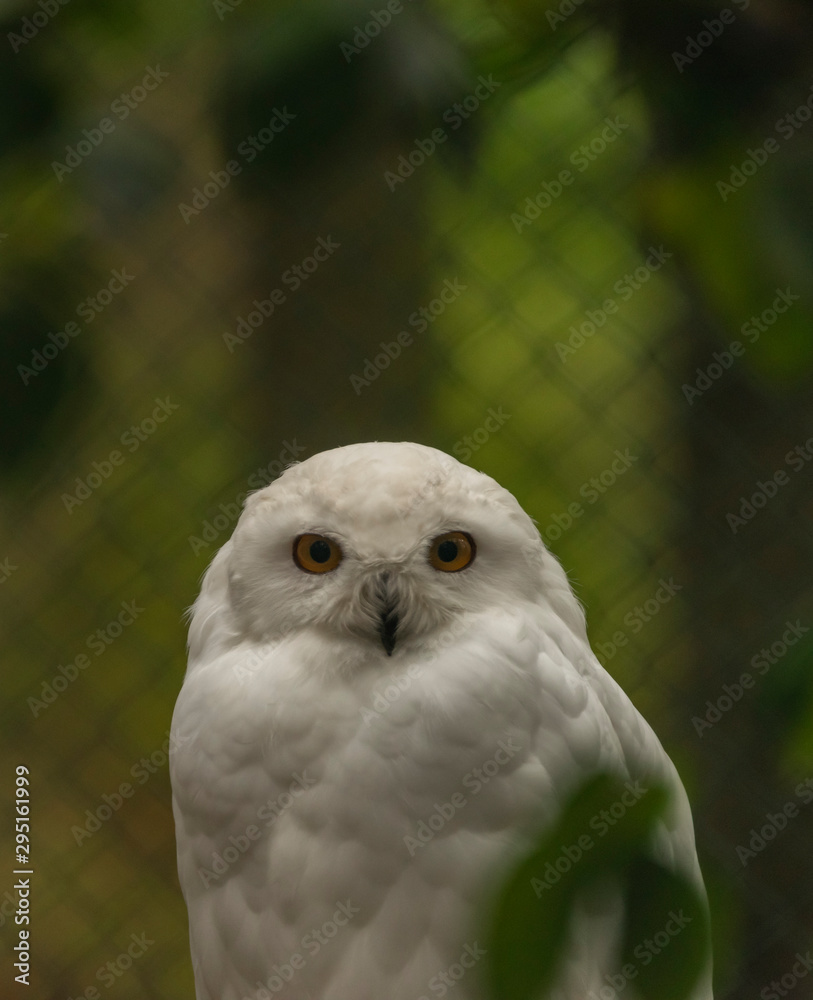 Obraz premium White owl with yellow eyes in autumn cloudy day in Germany