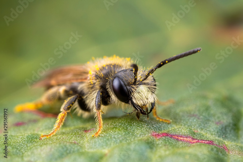 Solitary bee on a leaf © chrisjatkinson