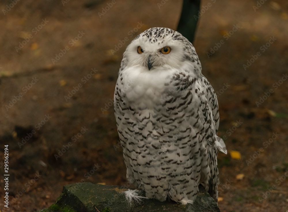 Fototapeta premium White owl with yellow eyes in autumn cloudy day in Germany