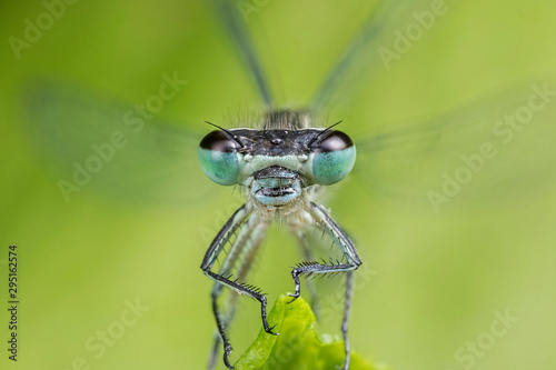 Damselfly face on with wings beating © chrisjatkinson