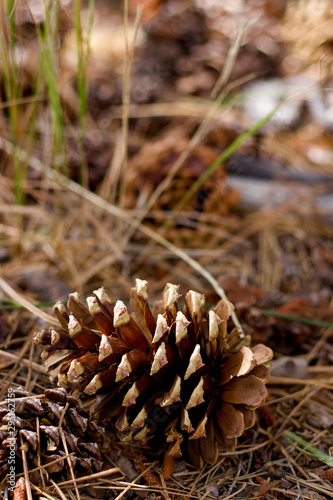 Pinecones in Northern California 