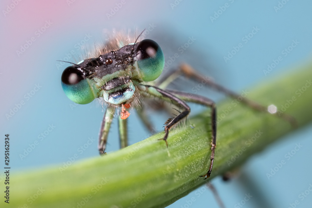Fototapeta premium Damselfly Face Portrait
