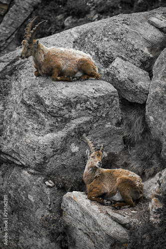 Resting Steinbocks photo