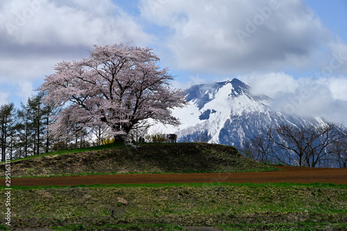 残雪の岩手山と為内の一本桜