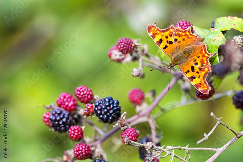 Comma Butterfly on Blackberries