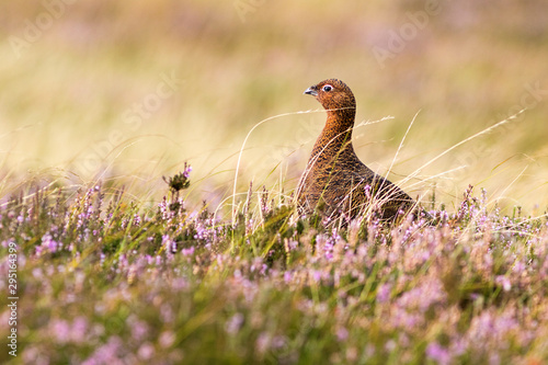 Red Grouse in heather