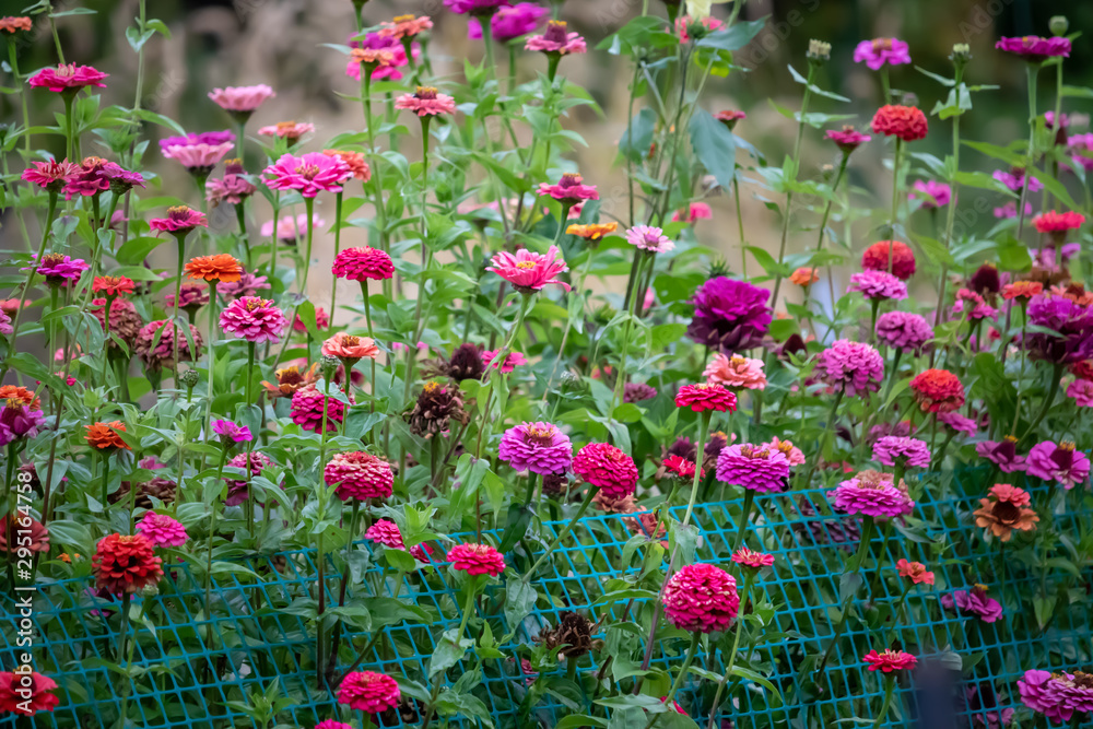 Fototapeta premium red flowers in the garden