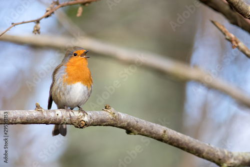 Robin Singing © chrisjatkinson