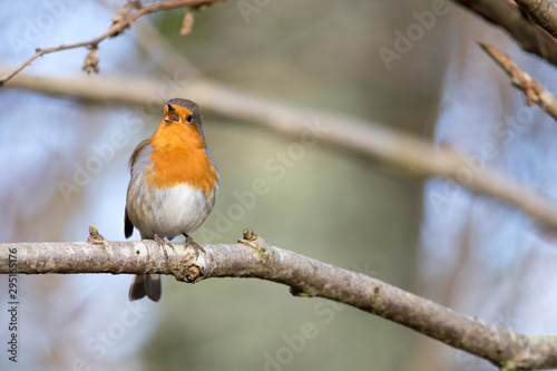 Robin singing © chrisjatkinson